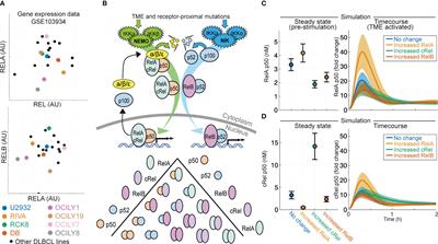 NF-κB fingerprinting reveals heterogeneous NF-κB composition in diffuse large B-cell lymphoma